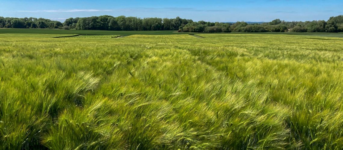 Barley-3-2.jpg